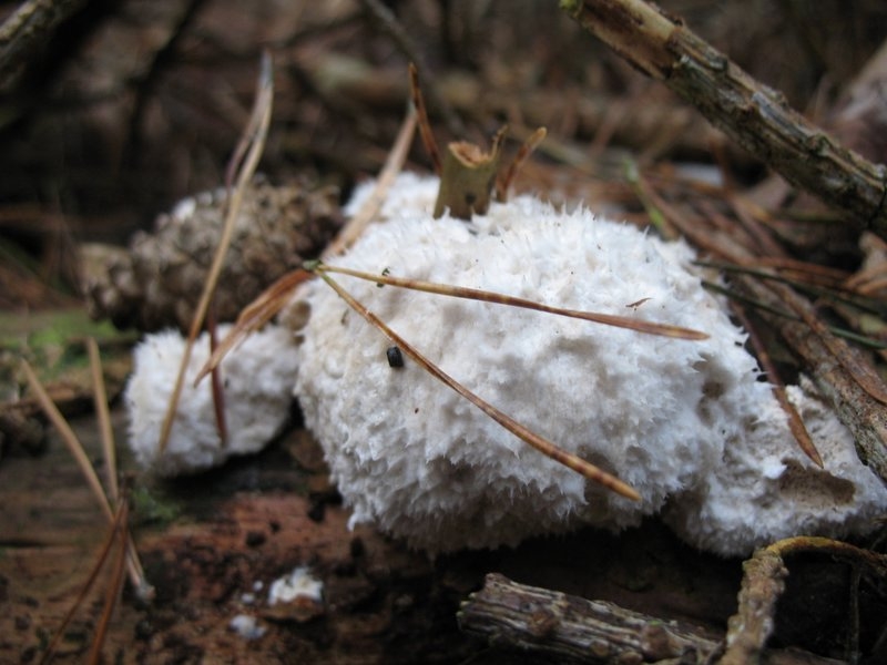 2006 11 Mycobocquet 11